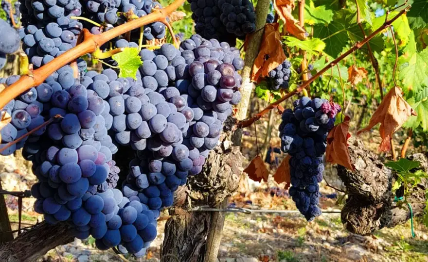 Chianti - Jak wybrać i podawać? Przewodnik po winach z Toskanii