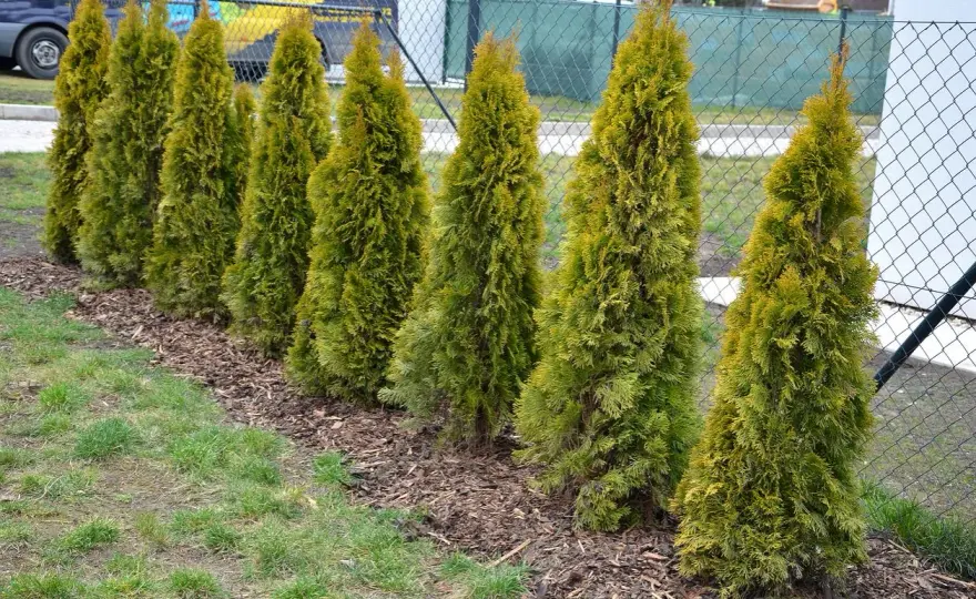 Jak zagęścić tuje? Sprawdzone metody na bujniejsze krzewy
