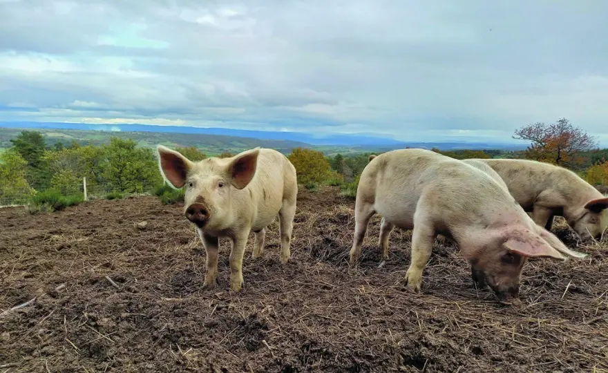 Alimentation porcs plein air - Évitez les erreurs coûteuses