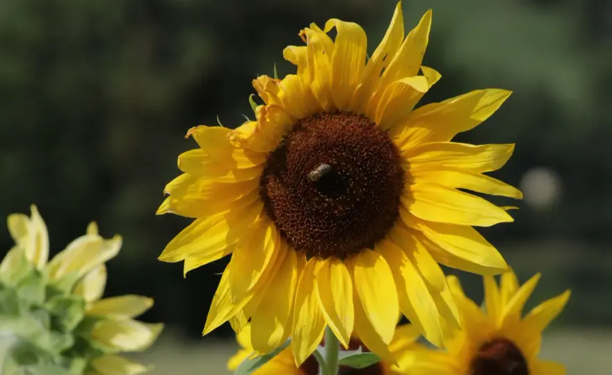 Quando raccogliere i girasoli - Guida completa