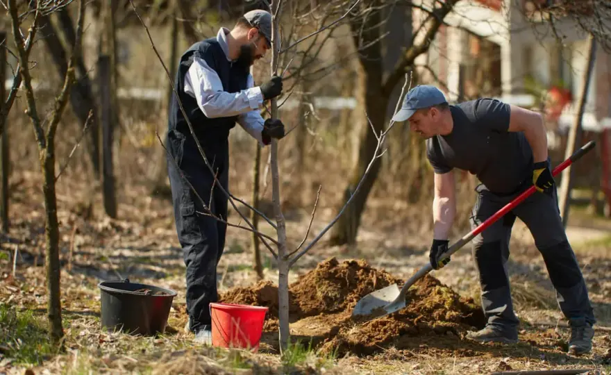 Orzech włoski Jacek - Uprawa, sadzenie i obfite plony!