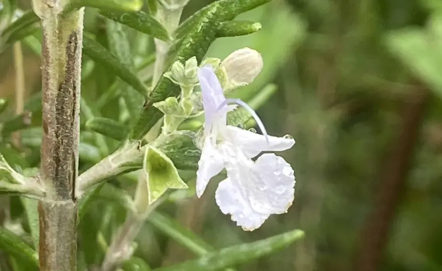 Romarin au potager - Le guide pour une plante durable et parfumée