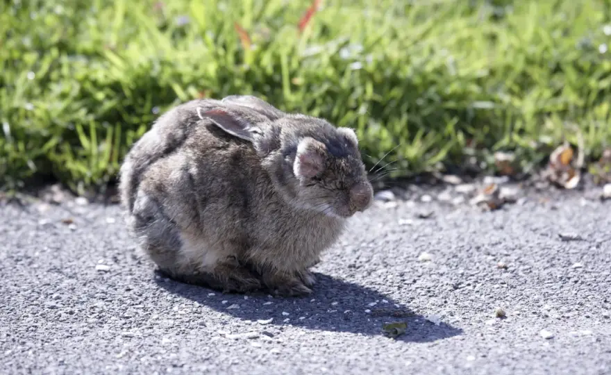 Coryza du lapin - Traitement efficace et erreurs à éviter