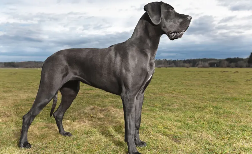Perros más grandes del mundo - ¿Cuál es tu gigante ideal?