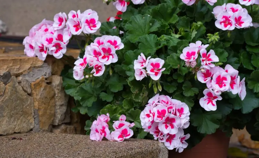 Jaka ziemia do pelargonii będzie najlepsza?