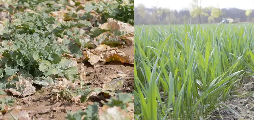 Czy rzepak to zboże? Odkryj zaskakujące różnice botaniczne