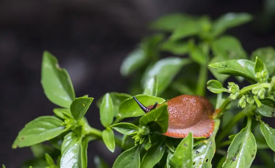 Basilico mangiato - come riconoscere il parassita