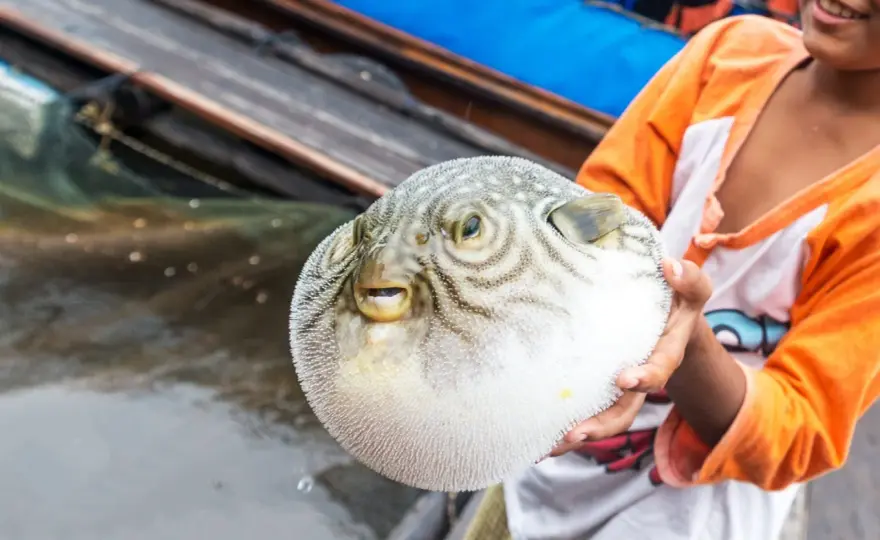 Fugu - japońska rozdymka: dlaczego jest tak niebezpieczna?