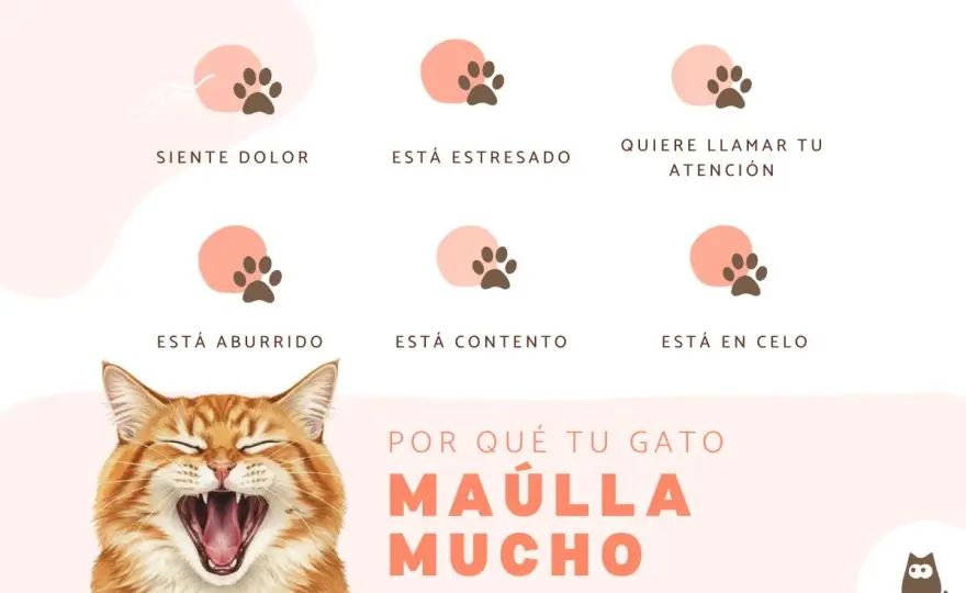 Mi gato maúlla mucho por la noche - ¿Por qué y qué hacer?