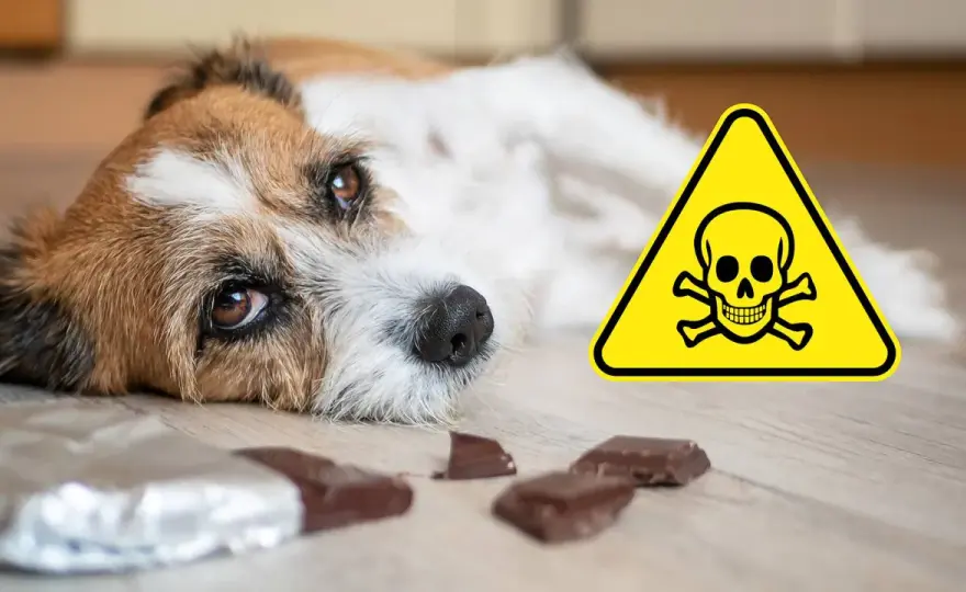 Xylit beim Hund - Warnzeichen erkennen und richtig handeln