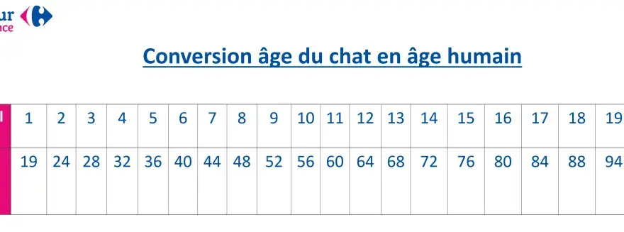 Chat 4 ans - Quel âge humain et comment le garder en pleine forme?