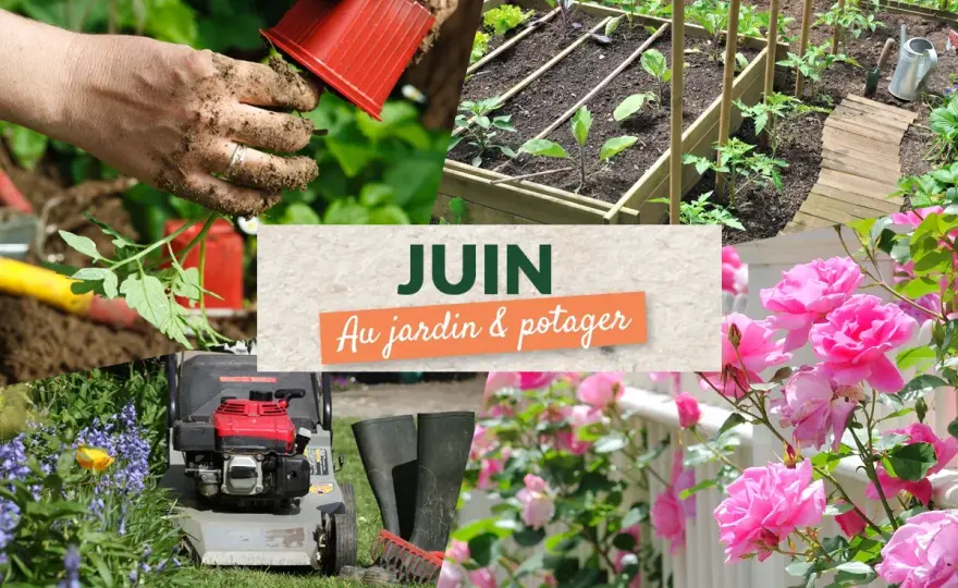 Potager en juin - Que planter pour des récoltes réussies ?