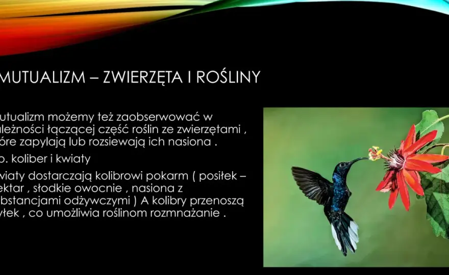 Protokooperacja - jak odróżnić ją od mutualizmu? Przykłady