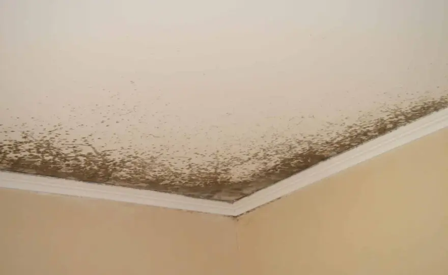 Moisissure mur/plafond - Nettoyer et prévenir efficacement