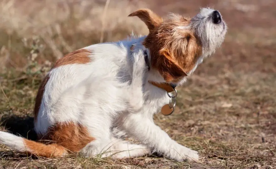 Cane che si gratta sempre? Cause e cosa fare subito