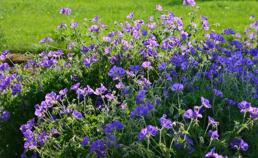 Geranium - Bodziszek czy pelargonia? Wybierz idealne!