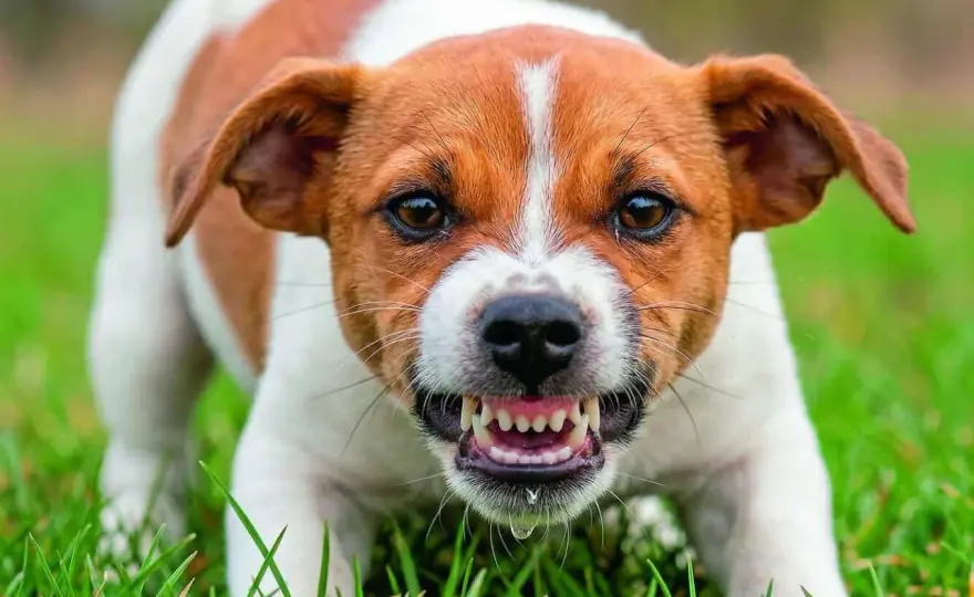 Hund knurrt andere Hunde an? Ursachen verstehen und richtig handeln