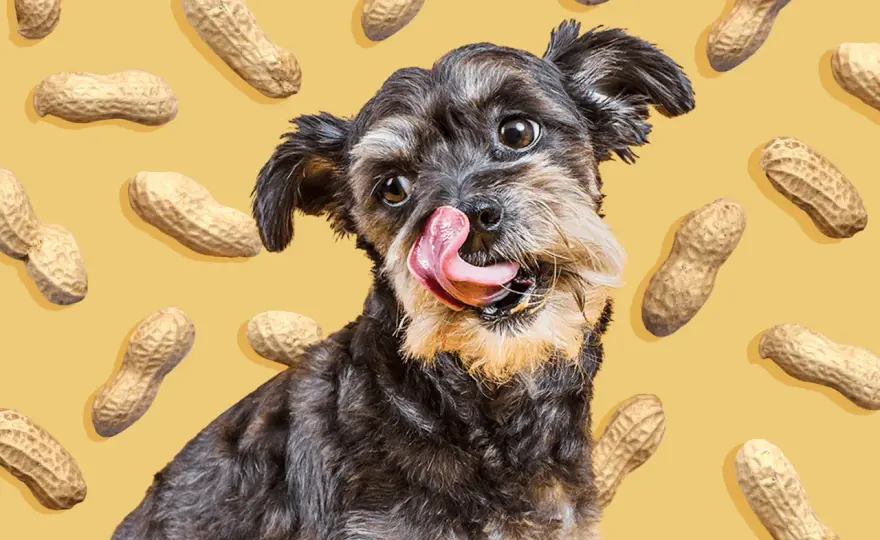 Can Dogs Eat Peanuts? What's Safe & What's Not