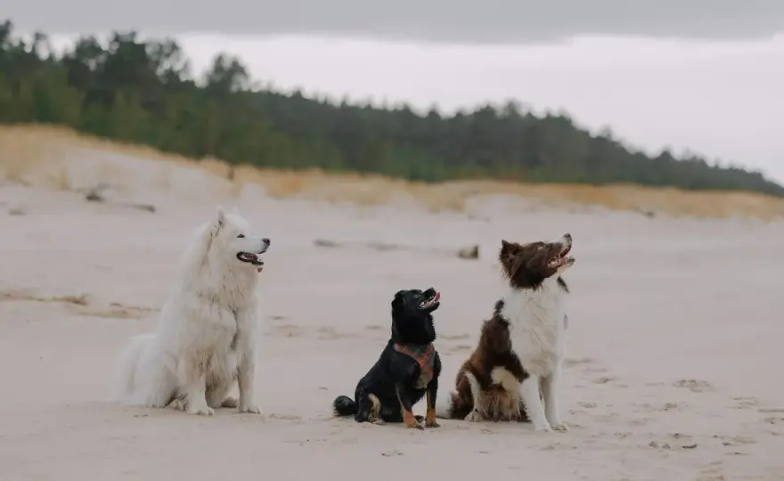 Playas para perros en Cantabria - Guía definitiva para tu visita