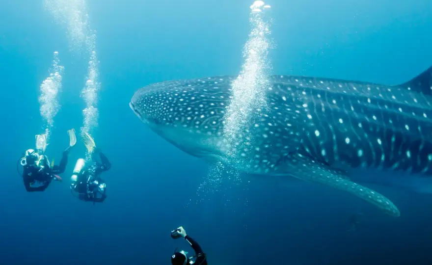 Największe ryby świata - Giganty oceanów i rzek.