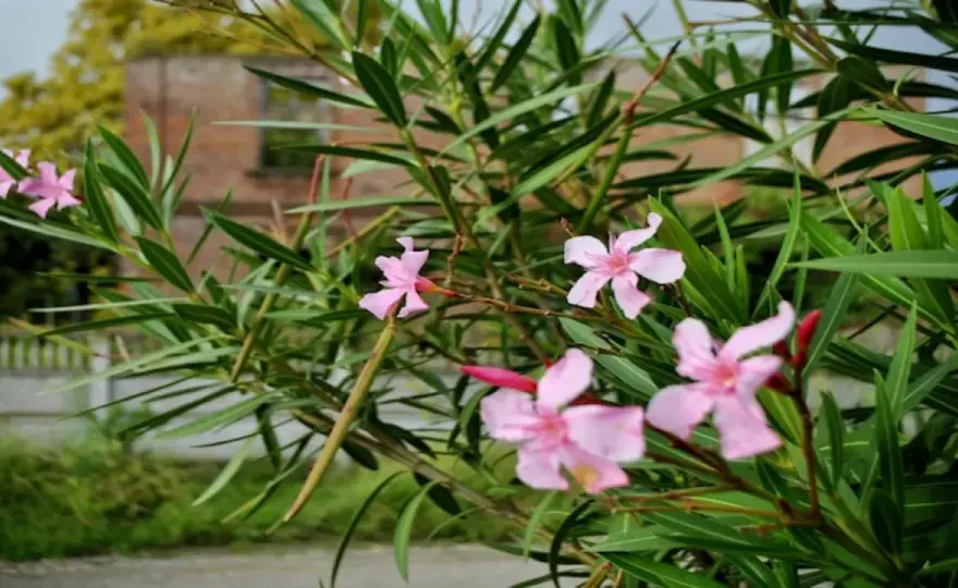 Czy oleander może zimować w ogrodzie - Poznaj skuteczne sposoby ochrony