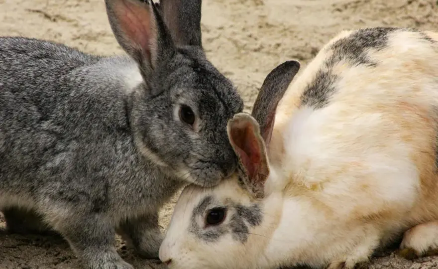 Zoonosis del Conejo - ¿Son un riesgo real? Descúbrelo