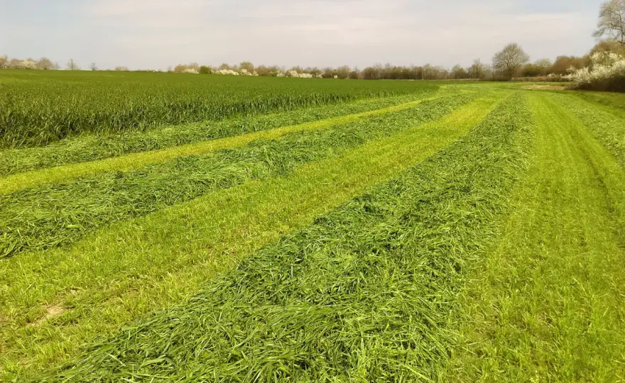 Ensilage d'herbe - Quel conservateur pour quel objectif ?
