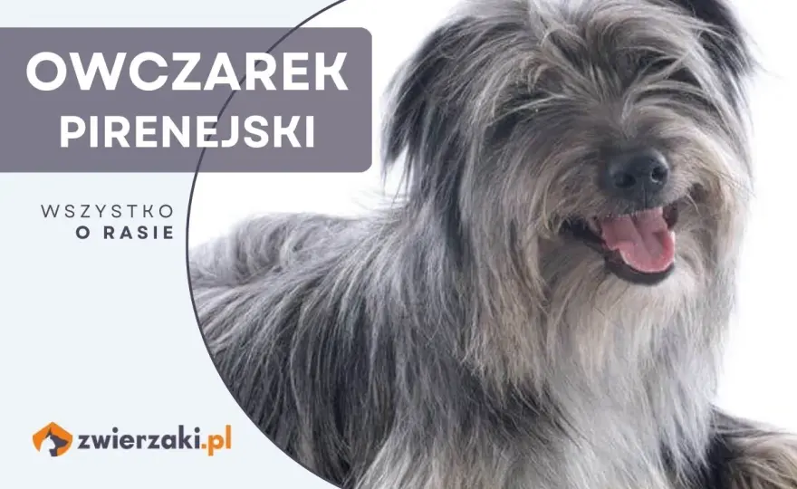 Owczarek pirenejski - charakter, odmiany i wymagania rasy