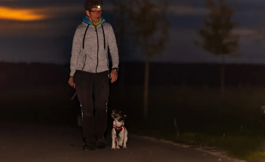 Can Dogs See in the Dark? What Owners Need to Know