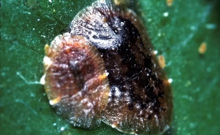 Cochenille à carapace - comment la reconnaître et la traiter