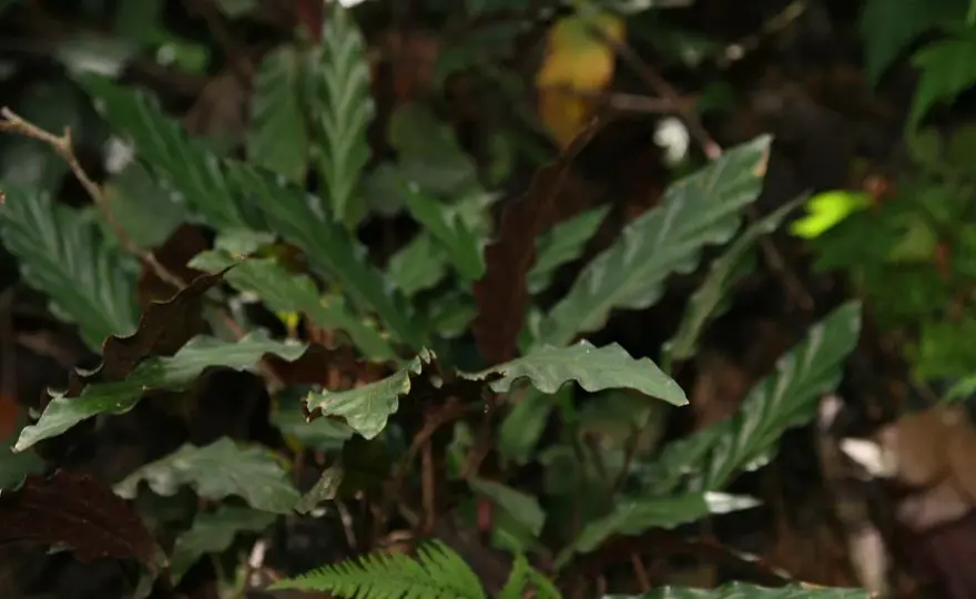 Calathea rufibarba - Jak dbać? Poradnik od eksperta!
