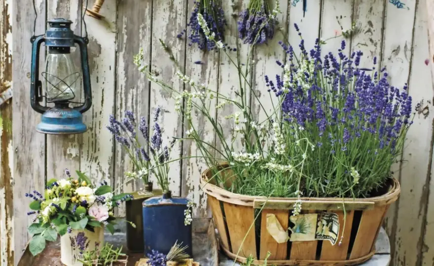 Lavendel i kruka - Så lyckas du med doft & blomning