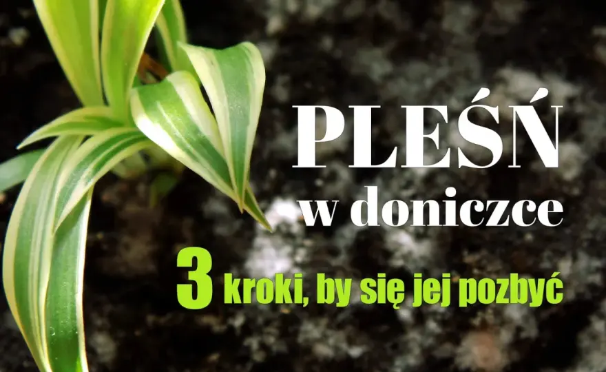Pleśń na roślinach - domowe sposoby i szybki plan ratunkowy