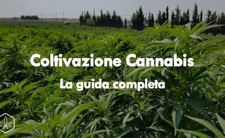 Piante autofiorenti outdoor - Guida completa alla coltivazione