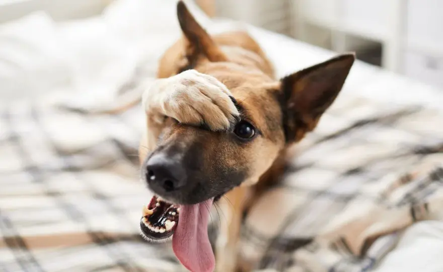 Schluckauf beim Hund - was hilft und wann es ernst wird
