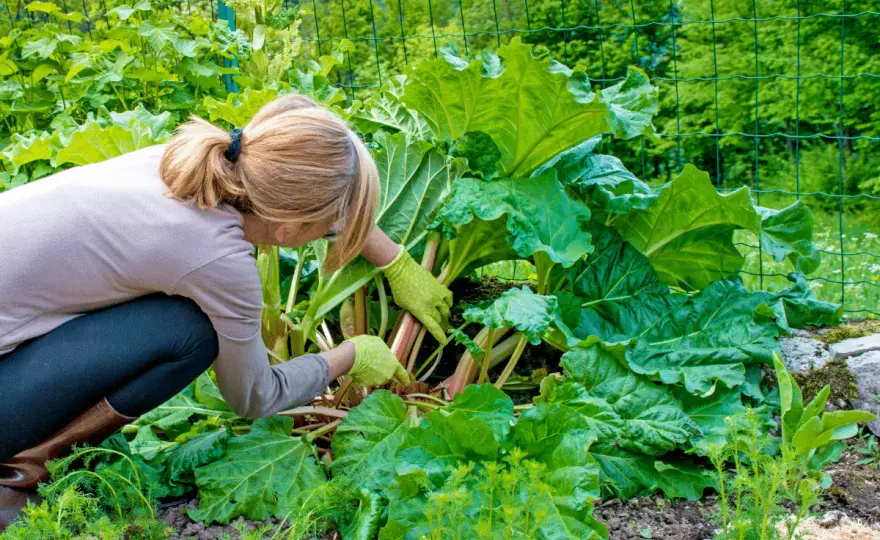 Rhubarbe - Quand et comment la cueillir pour une récolte parfaite ?