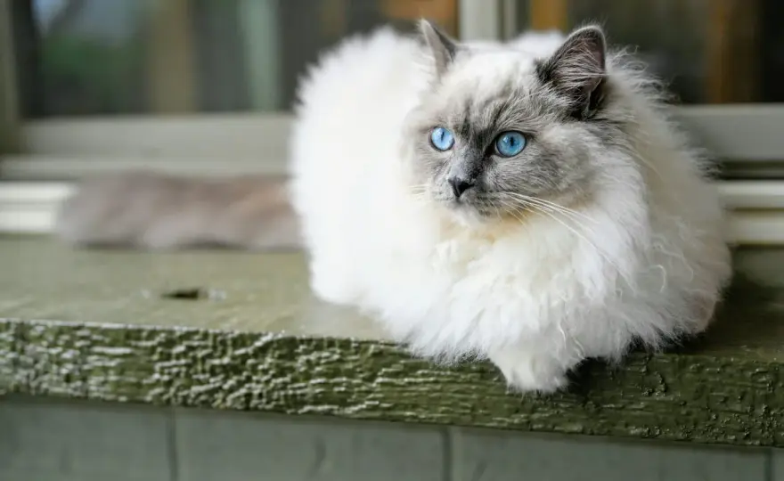 Kot Ragdoll - wygląd, charakter, pielęgnacja i zdrowie