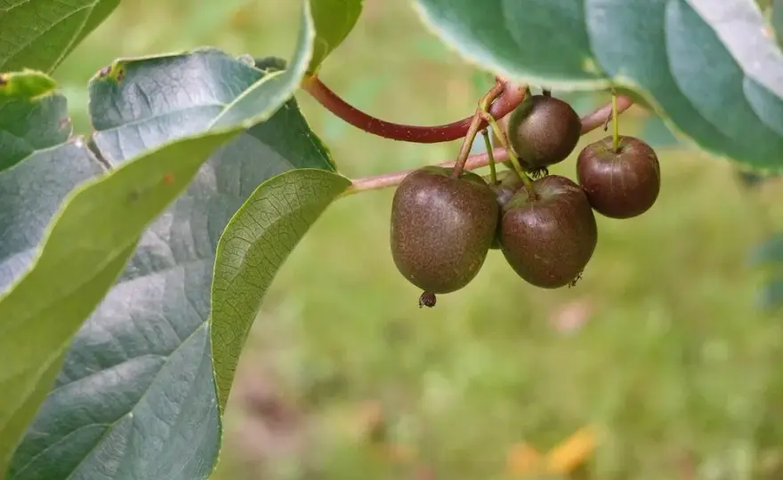 Jak uprawiać kiwi w Polsce - praktyczne porady na każdą porę roku