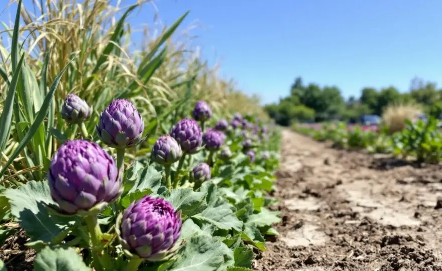 Planter l’artichaut au potager - les gestes essentiels