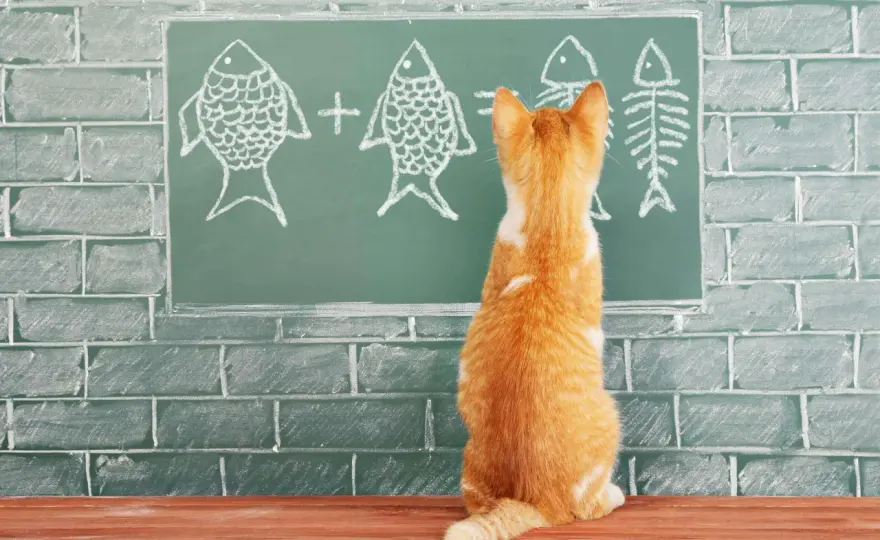 Lenguaje de los Gatos - Entiende su Comunicación Real
