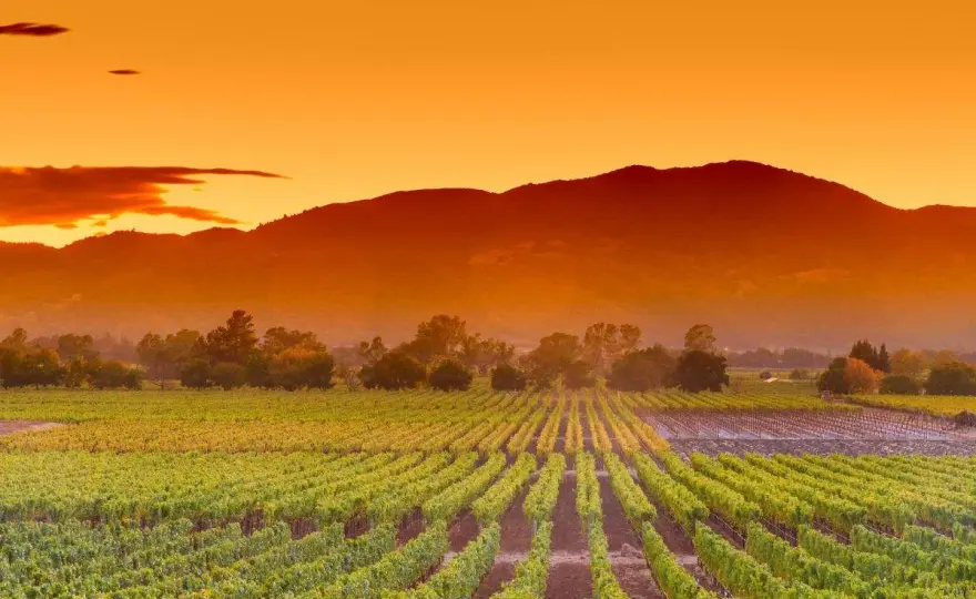 Napa Valley Weine verstehen - Dein Guide für Terroir & Besuch