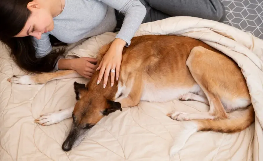 Mi perro no come y solo duerme - ¿Qué hacer?