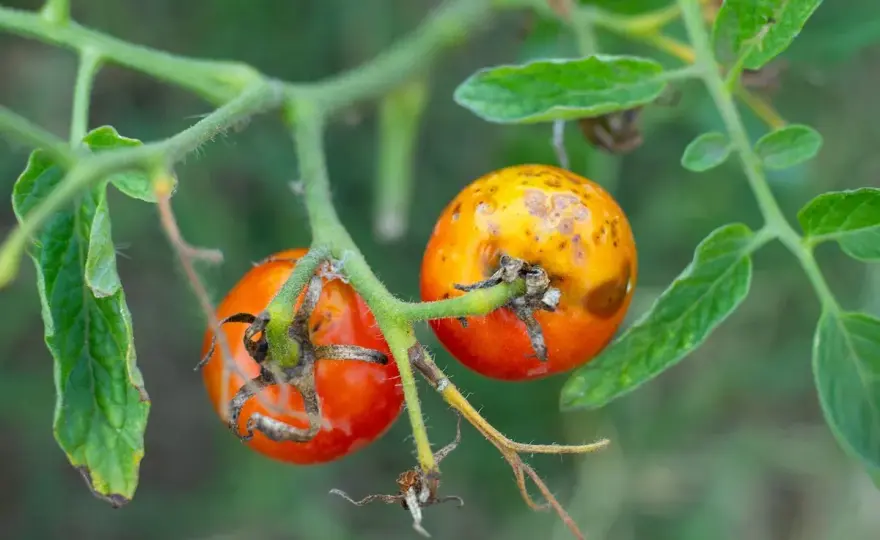 Virosi del pomodoro - come riconoscerle e limitarne la diffusione