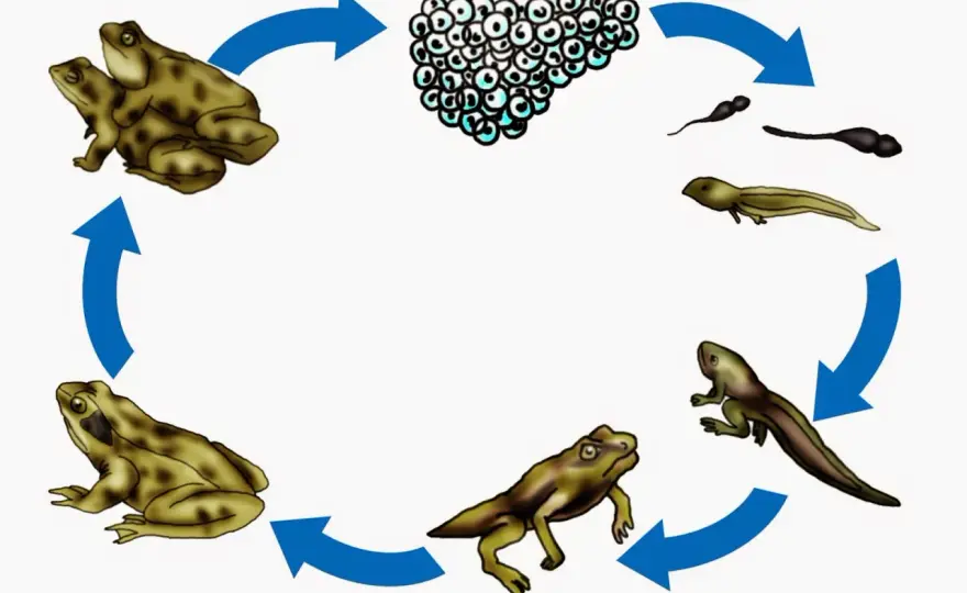 Froschentwicklung: Vom Laich zum Frosch – So gelingt der Unterricht