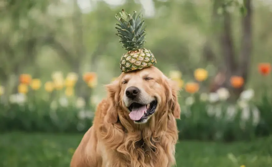 Ananas für Hunde - sicher füttern und Fehler vermeiden