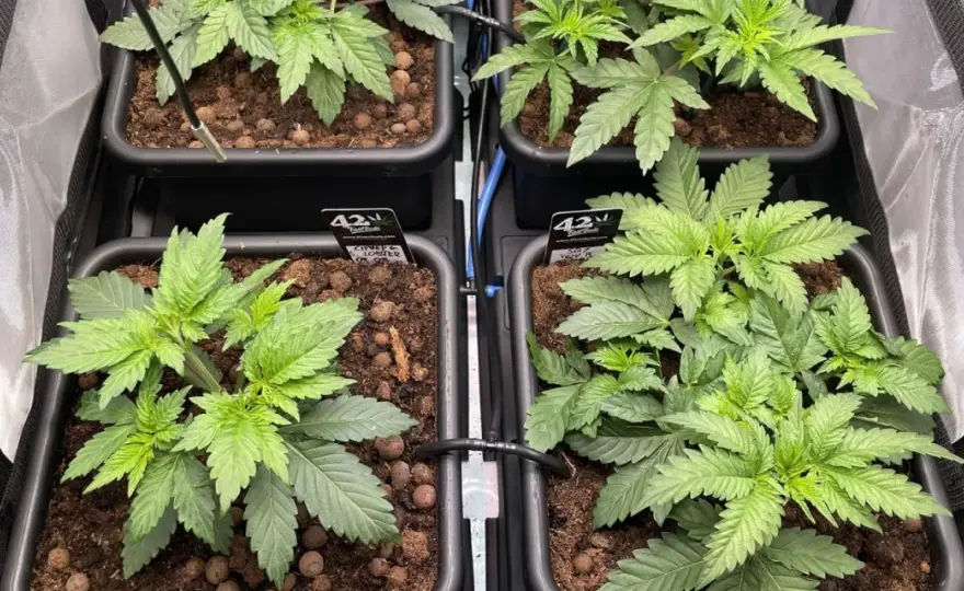 SCROG - Guida Completa: Massimizza Resa e Spazio Indoor
