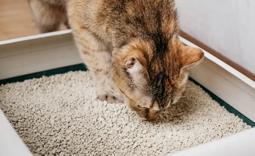 Katzenstreu fressen bei Katzen - wann es gefährlich wird
