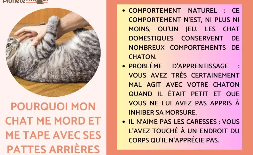 Mon chat me tape avec sa patpatte - Comprendre et réagir