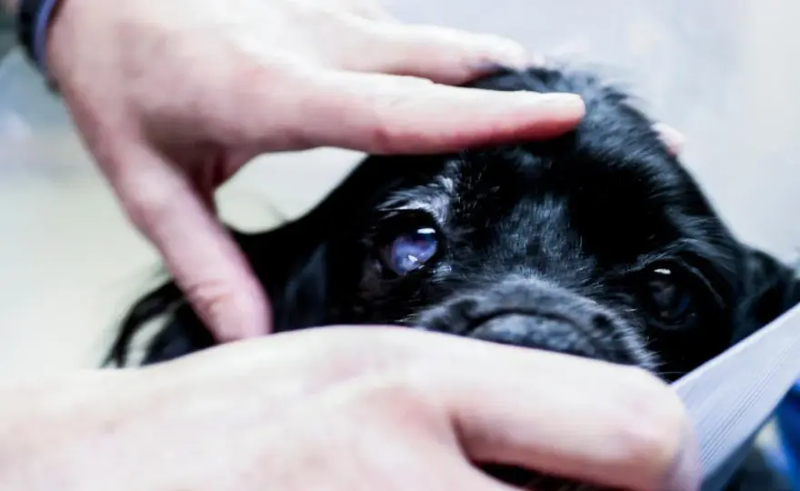 Mi perro se cae de repente - ¿Qué hacer y cuándo ir al veterinario?