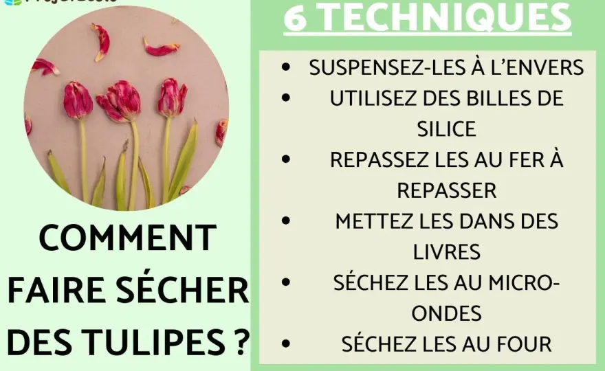 Séchage tulipes - Le guide pour des fleurs parfaites